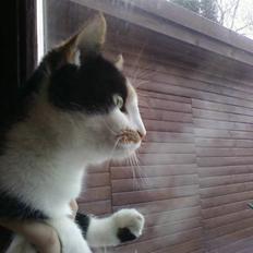 Huskat mamba<3 fundet