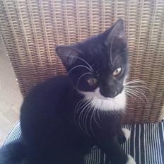 Huskat Max (Nyt hjem)