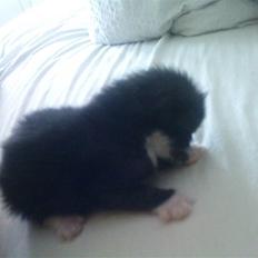 Huskat Max (Nyt hjem)