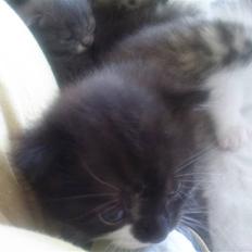 Huskat Max (Nyt hjem)