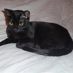 Burmeser Zaviola - Bombay