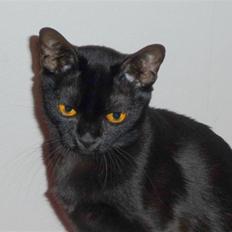 Burmeser Zaviola - Bombay