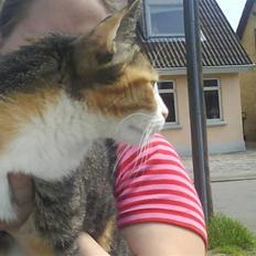 Blanding af racer Ronja