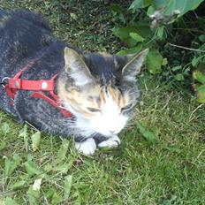 Blanding af racer Ronja