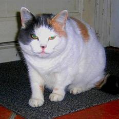 Blanding af racer Bertha - RIP