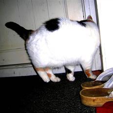 Blanding af racer Bertha - RIP