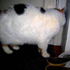 Blanding af racer Bertha - RIP