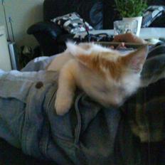 Blanding af racer Charlie