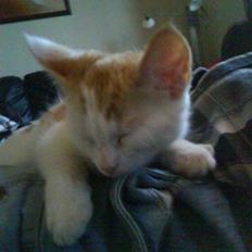 Blanding af racer Charlie