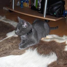 Russian Blue Cesar