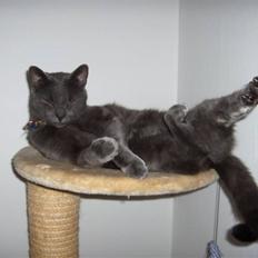 Russian Blue Cesar