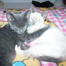 Russian Blue Cesar