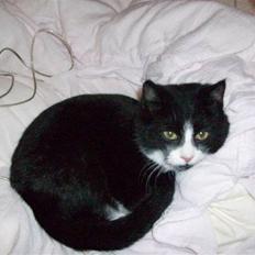 Huskat baby  (SOLGT)