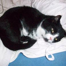 Huskat baby  (SOLGT)