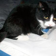 Huskat baby  (SOLGT)