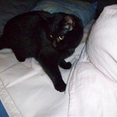 Huskat pjevse( SOLGT)