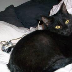 Huskat pjevse( SOLGT)