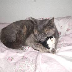 Blanding af racer mis