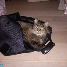 Norsk Skovkat Fru Carlsberg