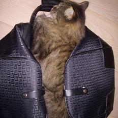 Norsk Skovkat Fru Carlsberg