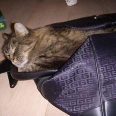 Norsk Skovkat Fru Carlsberg