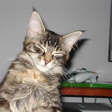 Maine Coon Snow Angels On Fire  