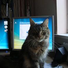 Maine Coon Snow Angels On Fire  