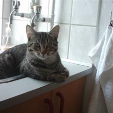 Blanding af racer nulle 