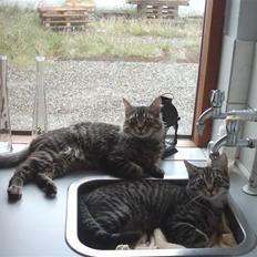 Blanding af racer nulle 