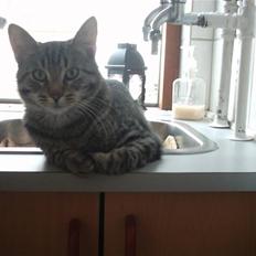 Blanding af racer nulle 