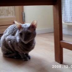 Cornish Rex Bamsekats Anton Berg
