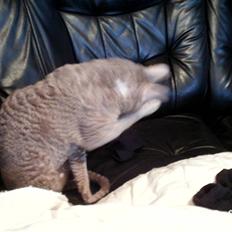 Cornish Rex Bamsekats Anton Berg