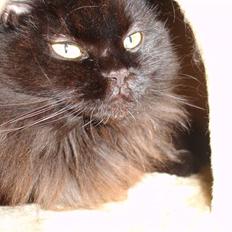 Maine Coon blackie r.i.p