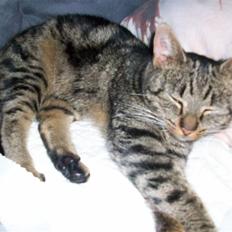 Blanding af racer Stribbe<3