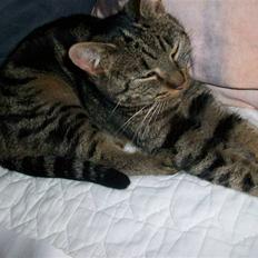 Blanding af racer Stribbe<3