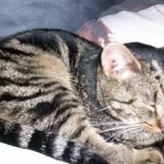 Blanding af racer Stribbe<3