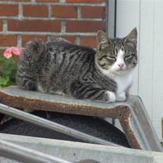 Blanding af racer Blomst