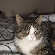 Blanding af racer Blomst