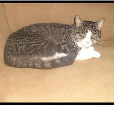 Blanding af racer Blomst