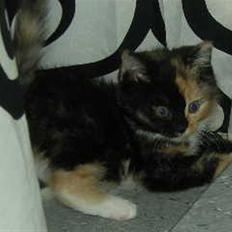 Huskat Ludine :) <33 solgt ! :'(