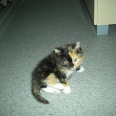 Huskat Ludine :) <33 solgt ! :'(