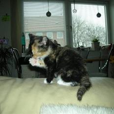 Huskat Ludine :) <33 solgt ! :'(