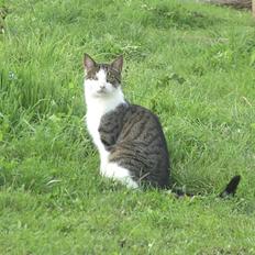 Blanding af racer Tulle