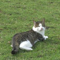 Blanding af racer Tulle