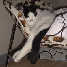 Blanding af racer Perle