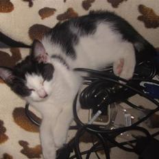 Blanding af racer Perle