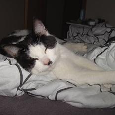 Blanding af racer Perle