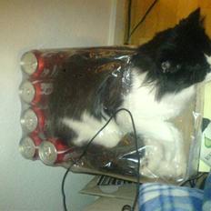 Norsk Skovkat Miss Tizzy