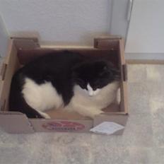 Norsk Skovkat Miss Tizzy