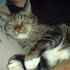 Huskat Helios R.I.P ! <3